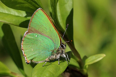 Green hairstreak Callophrys rubi England, UK