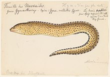 A watercolor painting of gymnothorax ocellatus from Louis Agassiz's 1856 expedition to Brazil.