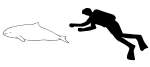 Heaviside's dolphin size