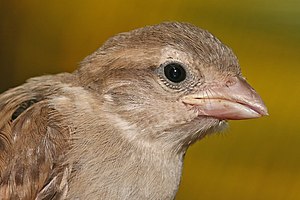 Portrait of a juvenile House sparrow