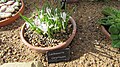 Lachenalia corymbosa, Harlow Carr