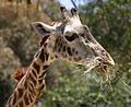 Masai Giraffe