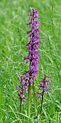 Orchis-mascula-Formation
