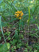 Platanthera cristata