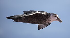 Southern giant petrel (Macronectes giganteus)