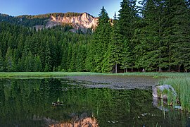 Forests near Smolyan in the Rhodope Mountains