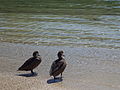栗树鸭, 科隆群岛