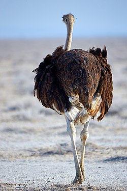 Common ostrich (struthio camelus) during sunset near Okaukuejo in Etosha