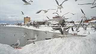 Snow in Tonekabon