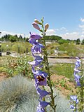 Flowers of Penstemon comarrhenus