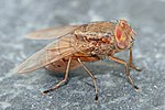 Bengalia sp. blow fly in Bangalore