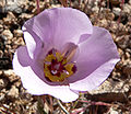 Calochortus flexuosus