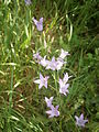 Campanula rapunculus