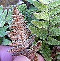 Cheilanthes covillei