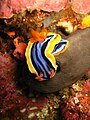 在阿尼洛海域发现的华丽多彩海蛞蝓[1] （Chromodoris magnifica）