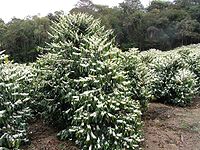 A flowering Coffea arabica tree