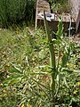 Dracunculus vulgaris bud