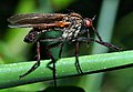 Empis tessellata