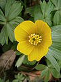 Eranthis hyemalis close-up