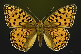 Argynnis niobe