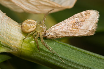 Diaea crab spider