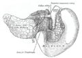 胰腺和十二指肠（背面）