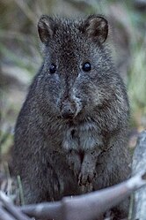 Long-nosed potoroo