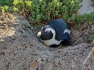 Nesting African penguin