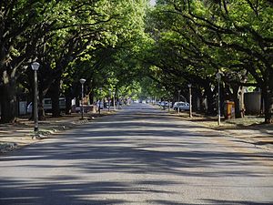 Broad-tree-lined street with street lamps