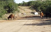 -American Flag Post Office Ranch livestock