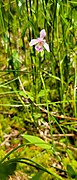 Pogonia ophioglossoides