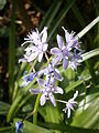 Scilla lilio-hyacinthus