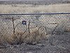 Topaz War Relocation Center Site