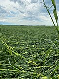A corn field near Roland, Iowa flattened by the August 2020 Midwest derecho