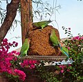 Feral lovebirds eating seeds from a garden feeder in Arizona, USA