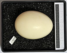 Egg, Museum Wiesbaden collection