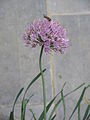 Allium stellatum