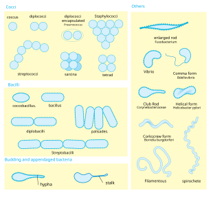a diagram showing bacteria morphology