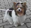 A Biewer Terrier is a Blue and Tan Yorkie with white coat pattern.