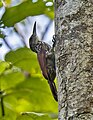 Black-striped woodcreeper Y