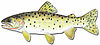 Drawing of Bonneville cutthroat trout