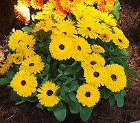 Pot marigold - Calendula officinalis