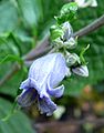 Clematis heracleifolia