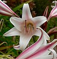 Crinum bulbispermum