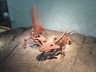 A Dimetrodon limbatus and an Eryops megacephalus