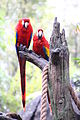 Disney-Animal-Kingdom-Parrots-7760.jpg