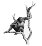 Dryopithecus laietanus