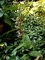 Epipactis helleborine