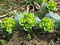 Euphorbia myrsinites flowers