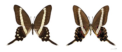 Museum specimen ♂ Both sides